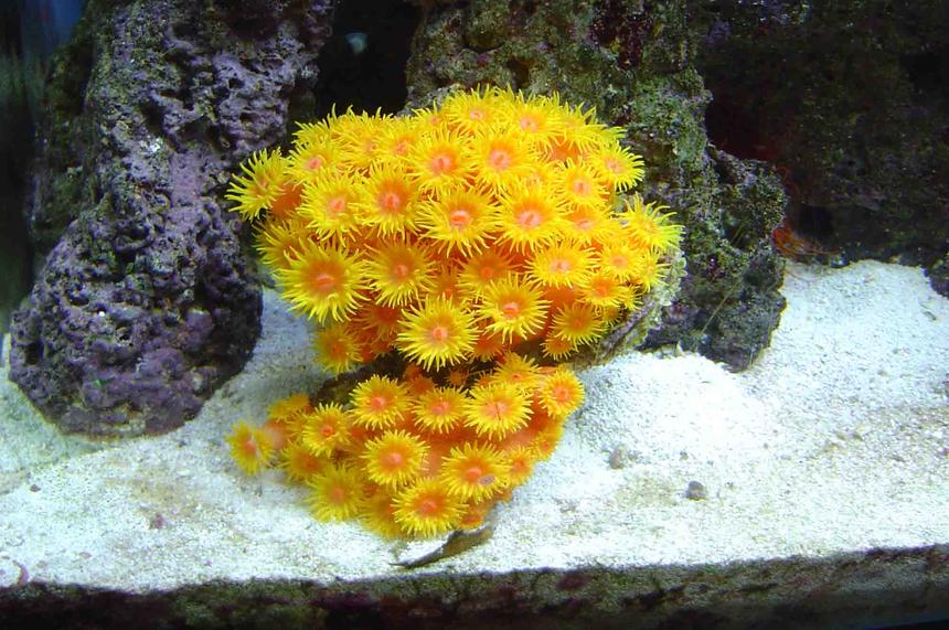 Rated #56: Corals Inverts - Tubastrea Faulkneri - Orange Sun Coral Stocking In 30 Gallons Tank - sun coral