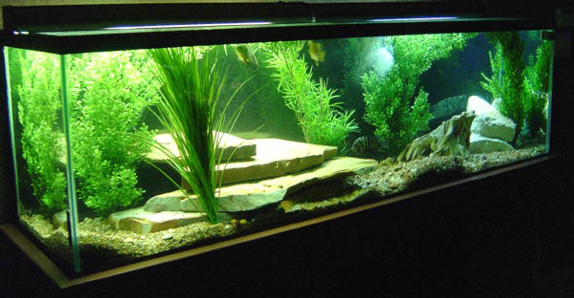 130 gallons freshwater fish tank (mostly fish and non-living decorations) - My 130 gallon tank.
