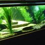130 gallons freshwater fish tank (mostly fish and non-living decorations) - My 130 gallon tank.