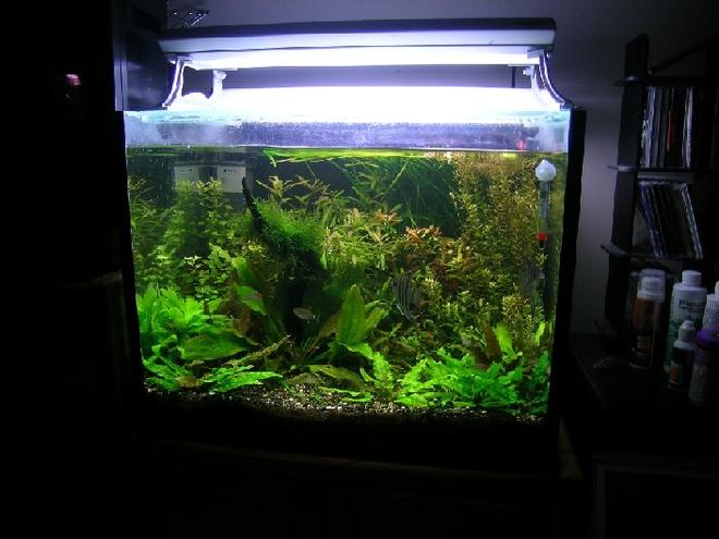 34 gallons planted tank (mostly live plants and fish) - My first planted tank.