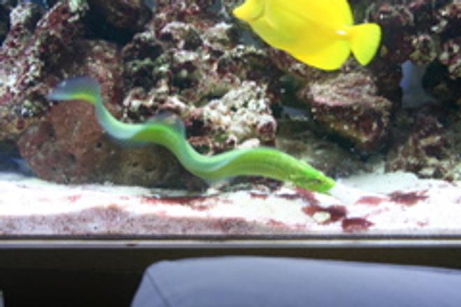 saltwater fish - congrogadus subducens - wolf eel stocking in 100 gallons tank - My awesome green wolf eel!!!!