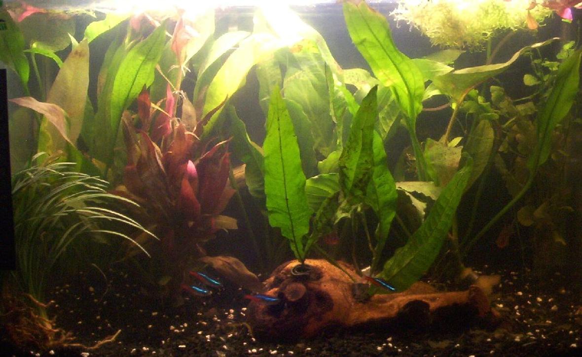 55 gallons planted tank (mostly live plants and fish) - 30l tank with acorus gramineus, alternanthera reineckii, aponogeton crispus, cardamine lyrata, cryptocoryne fusca, hygrophila corymbosa, microsorum pteropus and riccia