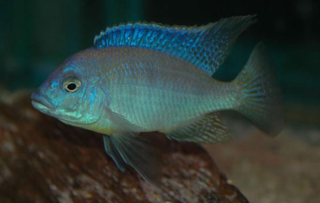 freshwater fish - otopharynx lithobates - sulphur crested lithobate stocking in 250 gallons tank - malawi