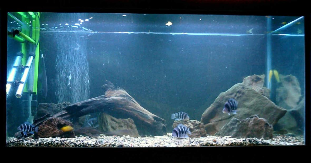 125 gallons freshwater fish tank (mostly fish and non-living decorations) - 125 G Frontosa tank