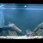 125 gallons freshwater fish tank (mostly fish and non-living decorations) - 125 G Frontosa tank