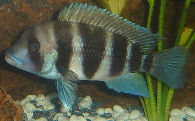 freshwater fish - cyphotilapia frontosa - frontosa cichlid stocking in 45 gallons tank - My Frontosa. I took this photo the night before it died.