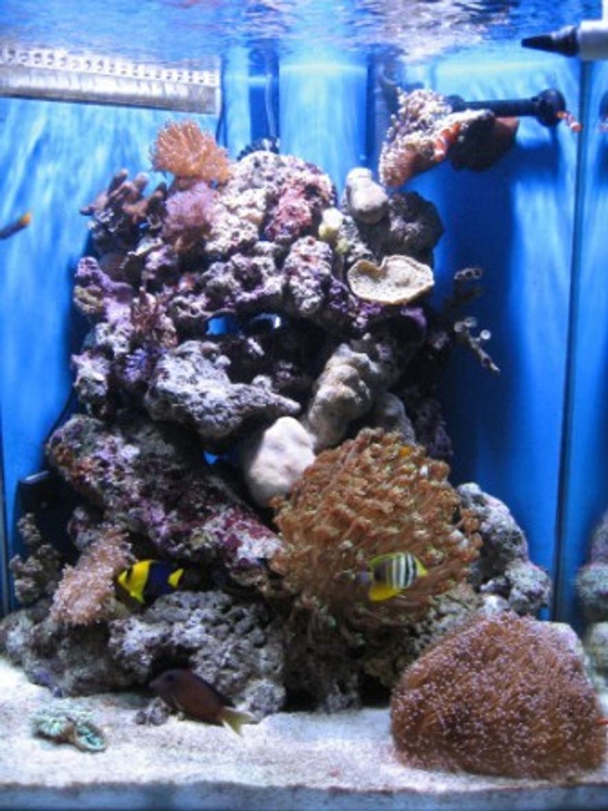 Rated #114: 60 Gallons Reef Tank - My very first Salt water Reef tank. about 4 months old now 15/08/06