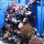 60 gallons reef tank (mostly live coral and fish) - My very first Salt water Reef tank. about 4 months old now 15/08/06