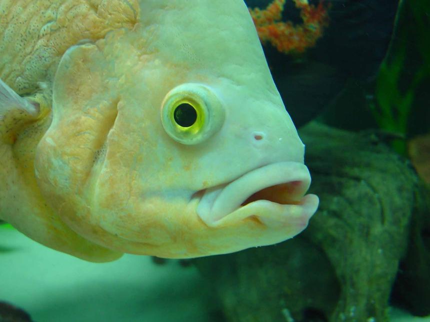 Rated #35: Freshwater Fish - Astronotus Ocellatus - Albino Oscar Stocking In 50 Gallons Tank - JB!