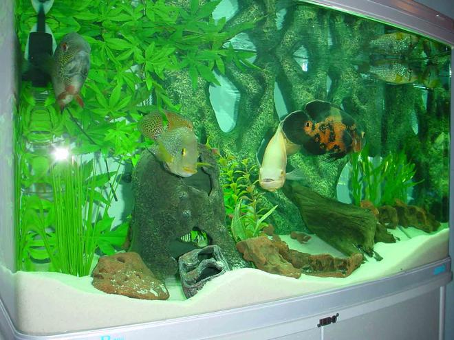 50 gallons freshwater fish tank (mostly fish and non-living decorations) - Jebo R390 bow front and cabinet, trickle filtration and Fluval 303 canister. Red rock and driftwood, custom rock/plant background, white sand, etc