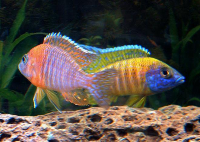 freshwater fish - aulonocara rubescens - ruby red peacock stocking in 55 gallons tank - Face off!  Sunshine vs Red Peacock. Sunshine still dominated after the fight.
Just found out this pix was posted on Google image search - Red Peacock!
