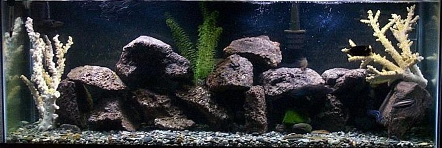 Rated #1453: 55 Gallons Freshwater Fish Tank - Fresh Water......very aggressive Tank