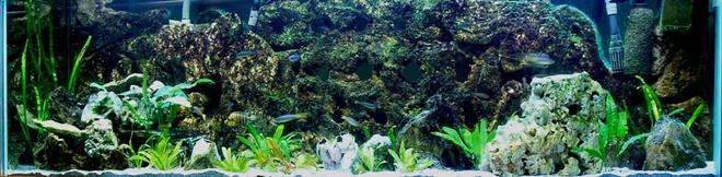 125 gallons planted tank (mostly live plants and fish) - 125 gallon DIY Background Honoring Lake Tanganyika