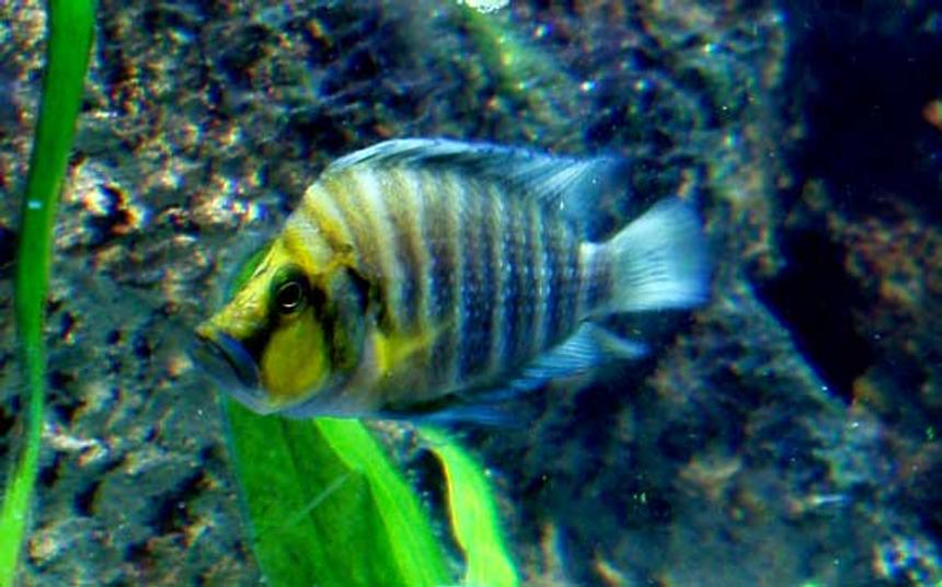 Rated #48: Freshwater Fish - Altolamprologus Compressicep - Gold Head Compressicep Cichlid Stocking In 125 Gallons Tank - Going for Gold, my gold head comp poses like the diva he is.