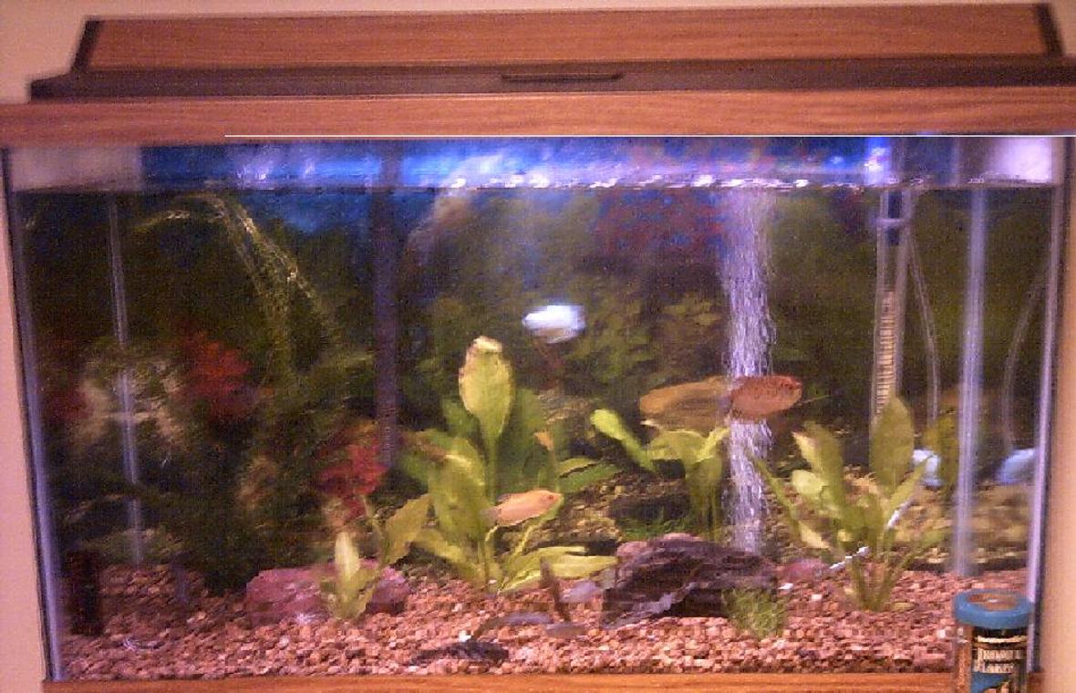 29 gallons planted tank (mostly live plants and fish) - Gourami 29 gallon: 1 - Male Gold Gourami 1 - Female Gold Gourami 1 - Male Paradise Fish 1 - Female Paradise Fish 2 - Male Dwarf Gourami 2 - Powder Blue Dwarf Gourami 1 - Pleco 4 - Amazon Swords 2 - Elodia 2 - Water Trumpet