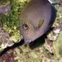 saltwater fish - acanthurus nigrofuscus - lavender tang stocking in 100 gallons tank - Spot Face Tang