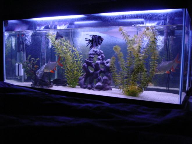 60 gallons freshwater fish tank (mostly fish and non-living decorations) - 60 gallon tank with 20 pounds of white sand 2 60 gallon top fin fliters. 1 angle, 2 tin foil barbs, 1 bala shark, 1 geromi, 1 placo