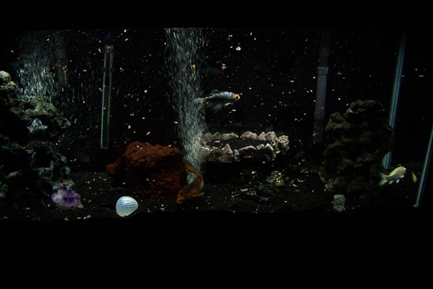 Rated #394: 55 Gallons Freshwater Fish Tank - 55 gallon freshwater. It's been up and running for a little over 3 years. I'm in the process of growing new plants.