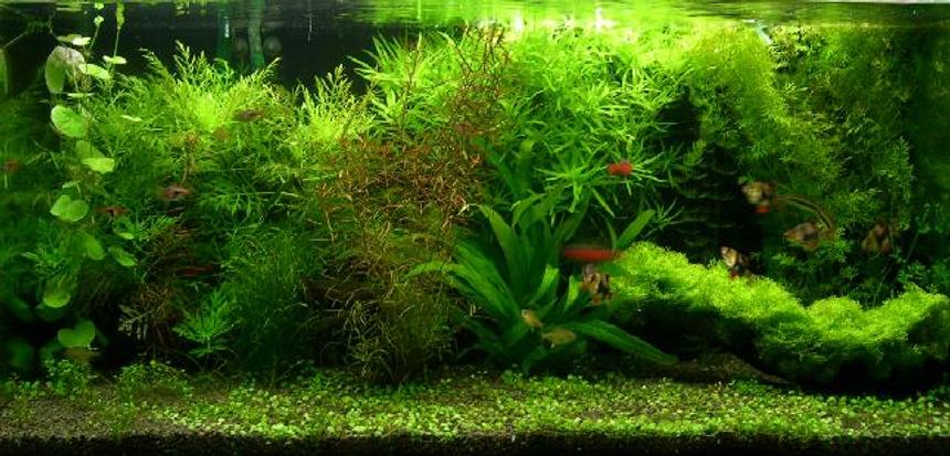 Rated #5: 40 Gallons Planted Tank - aquabase substrate top up with fine black river stone. 
2 x 30W + 2 x 35w floresent arcadia tubes 
900/ltr canister filter x 1, Eheim 2213 x 1 
2 x Hagen c02 diffuser (with DIY yeast mix) 

plant: water wisteria, Stargrass, pennywoth, Indian fern, Riccia on driftwood, amazon sword and Rotala. Glosso 

fish stock: 6 tiger barb, 5 Harequin, 5 Lemon Tetra, 2 flying fox, 5 Odessa Barb