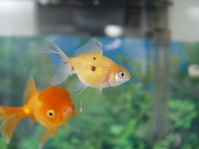 freshwater fish - carassius auratus - crown pearlscale goldfish stocking in 20 gallons tank - This is why we named our new pearlscale oranda "Deuce"