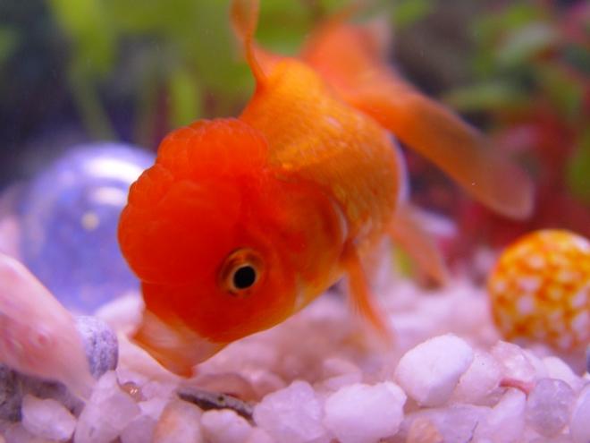 freshwater fish - carassius auratus - red oranda goldfish stocking in 20 gallons tank - This is our orange oranda "UT" (we live in TN and he is orange!). 
UT says "this food is yummy...even if it is for bottomfeeders"