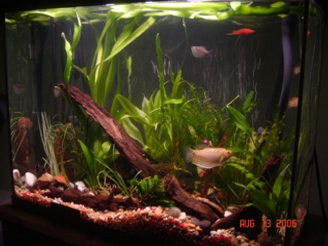 50 gallons planted tank (mostly live plants and fish) - 40G