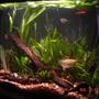 50 gallons planted tank (mostly live plants and fish) - 40G