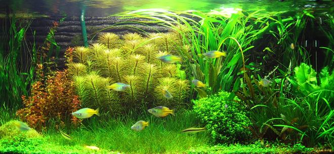 50 gallons planted tank (mostly live plants and fish) - Vals, Jungle (Vallisneria gigantea)
Green Temple Narrow (Hygro corombosa)
Eusteralis (Eusteralis stellata)
Anubias barteri var. nana 
Spatterdock (Nuphar Japonica)
Sag, Dwarf Subulata (Sagittaria subulata)
Bolbitis heudelotii
Cyperus helferi (Cyperus helferi)
Cryptocoryne wendtii ''brown''
Giant Red Rotala (Rotala macrandra)
Echinodorus 'Rubin'
Echinodorus uruguayensis
Pearl Grass (Hemianthus micranthemoides)
Aponogeton ulvaceus
Blyxa japonica
Dwarf Hairgrass (Eleocharis parvula) 
Vallisneria americana 'Mini twister'
Glossostigma elatinoides 
Crystalwort (Riccia fluitans) 
Eleocharis vivipara 
Cryptocoryne walkeri (lutea) 
Cryptocoryne wendtii ''green''