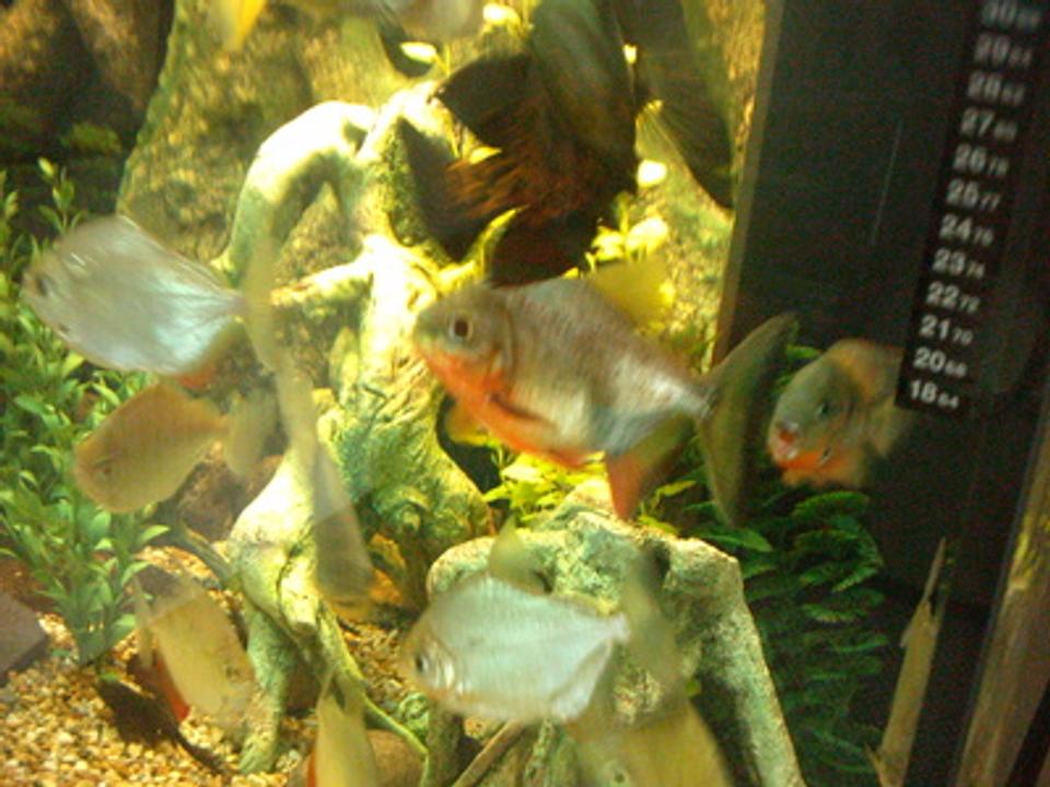 freshwater fish - metynnis argenteus - silver dollar stocking in 66 gallons tank - My fish ready for their picture taking.