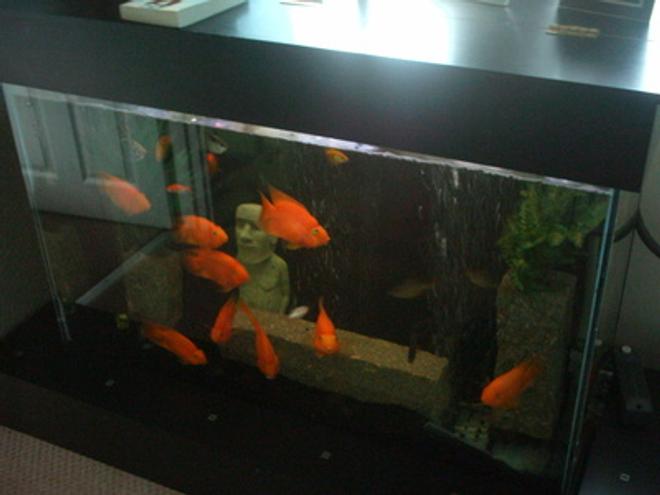 66 gallons freshwater fish tank (mostly fish and non-living decorations) - My nine large Parrot Cichlids