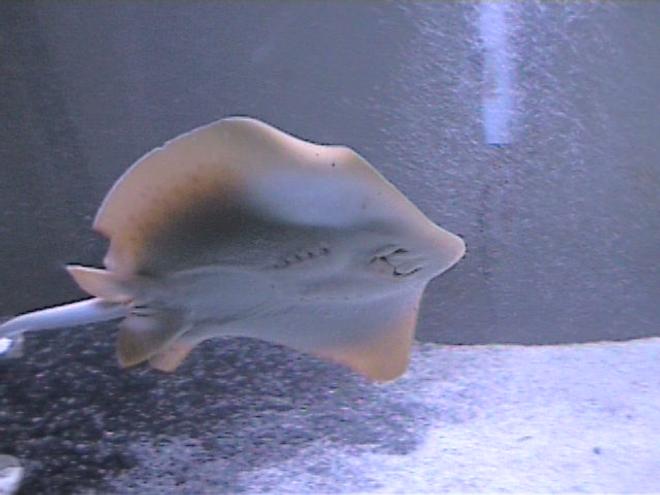 saltwater fish - taeniura lymma - bluespotted stingray stocking in 125 gallons tank - blue spotted sting ray