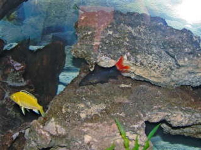freshwater fish - labidochromis caeruleus - electric yellow cichlid stocking in 55 gallons tank - red tail and yellow lab