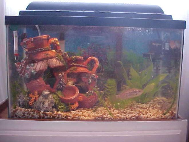 10 gallons freshwater fish tank (mostly fish and non-living decorations) - This is my 10 gallon fresh water hopeing to get a 135 gallon here shortly