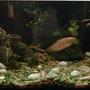 freshwater fish tank (mostly fish and non-living decorations) - My 30 Gallon long