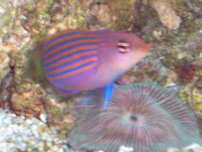 saltwater fish - pseudocheilinus hexataenia - six line wrasse stocking in 40 gallons tank - Sixline Wrasse