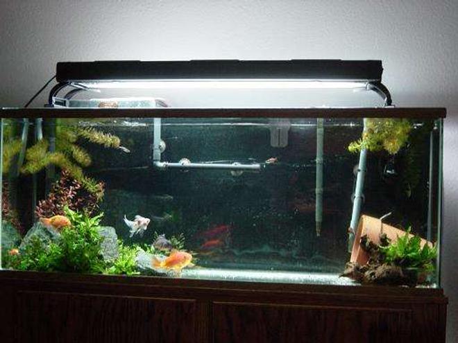 55 gallons freshwater fish tank (mostly fish and non-living decorations) - 55 gallon goldfish tank