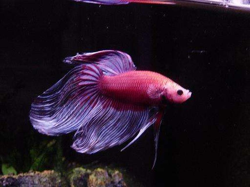 Rated #72: Freshwater Fish - Betta Splendens - Betta - Male Stocking In 55 Gallons Tank - two year old betta
