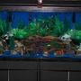 55 gallons freshwater fish tank (mostly fish and non-living decorations) - I run two Regent double filtration systems which filters the tank approximately 7 times a day. I use two kitchen/bath flouresent lights instead of aquarium lights to give the tank a more natural sun lit look. There are four air aquatic orniments to provide the tank with extra air.