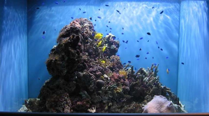 Rated #93: 320 Gallons Reef Tank - all your damsels are belong to us