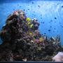 320 gallons reef tank (mostly live coral and fish) - all your damsels are belong to us