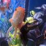 freshwater fish - carassius auratus - fantail goldfish stocking in 55 gallons tank - Velvet, a 4 inch orange and black fantail.
