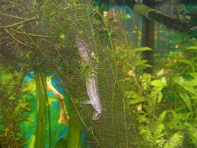 freshwater fish - pangio sp. - black kuhlii loach stocking in 90 gallons tank - My weather loach sometimes finds the oddest places to rest.  This time he was resting in amongst a plant facing downward.