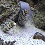 saltwater fish - echidna nebulosa - snowflake eel stocking in 125 gallons tank - there buddies. always chillin together..