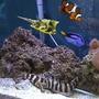 saltwater fish - lactoria cornuta - cowfish longhorn stocking in 125 gallons tank - one lil happy family