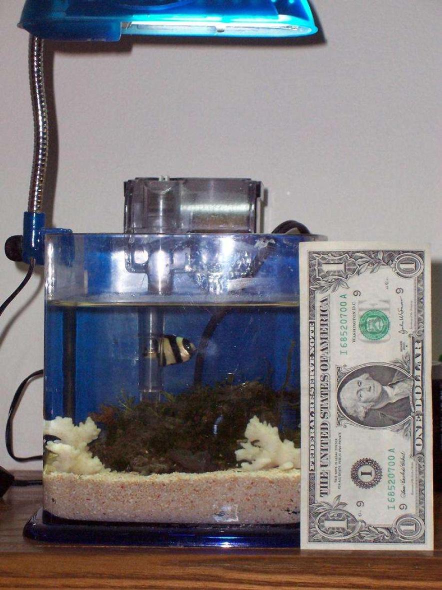 Rated #55: 40 Gallons Saltwater Fish Tank - 1/2 gal. saltwater tank. It has a stripped damsel, 3 hermit crabs, a green stripped mushroom, super color colony polpys, a pink/yellow tube worm, and an arch of live rock. Its running on a small power filter, a heater that is 1/4 inch thick and a flourecent light.