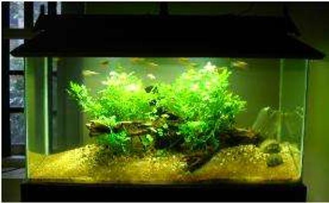 40 gallons planted tank (mostly live plants and fish) - another low tech
no c02 enrichment