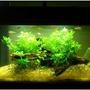 40 gallons planted tank (mostly live plants and fish) - another low tech no c02 enrichment