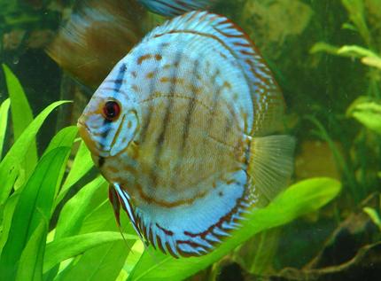 freshwater fish - symphysodon aequifasciata - royal blue discus stocking in 90 gallons tank - Brilliant Blue Discus
Symphysodon aequifasciatus

This photo is not enhanced.