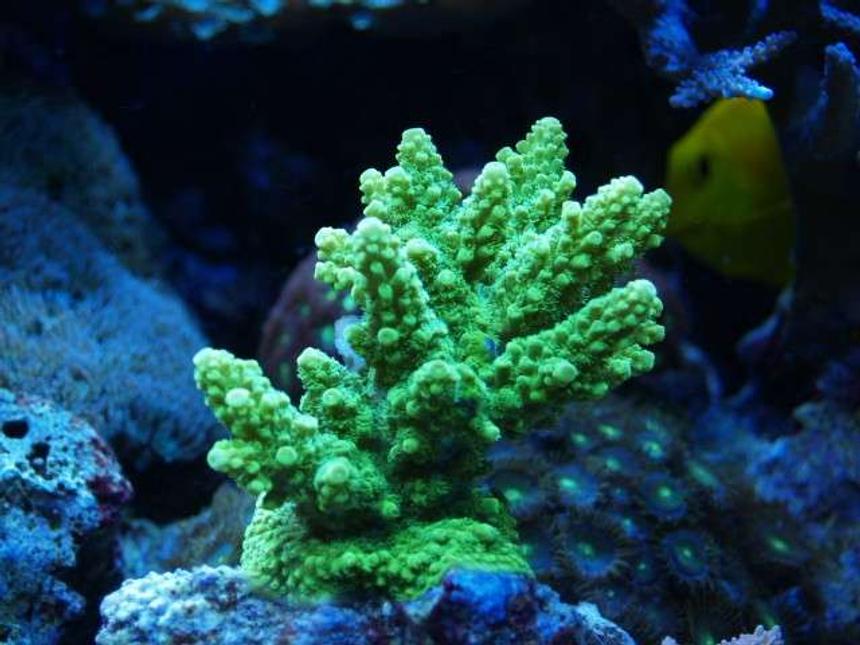 Rated #15: Corals Inverts - Acropora Humilis - Vivid Evergreen Acropora Coral Stocking In 75 Gallons Tank - got it few month ago