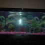 55 gallons freshwater fish tank (mostly fish and non-living decorations) - My first 55-gallon freshwater tank